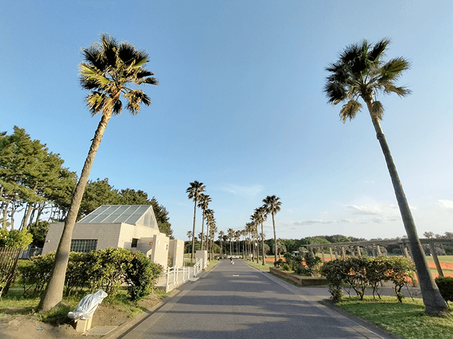 辻堂海浜公園のヤシ並木